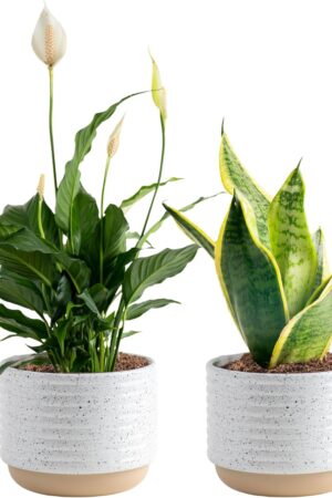 Live Plants (Pack of 2), Easy to Grow Real Indoor Houseplants, Air Purifying Plants, Grower's Choice in Home Décor Indoors Plant Pots, New House Gift or Room Décor